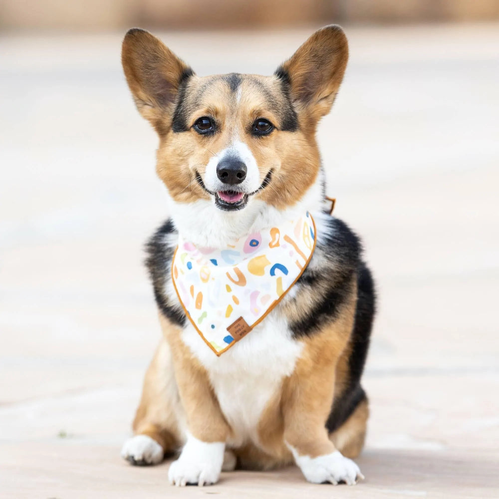 How To Walk Your Furry Friends in Style - Pretty and All